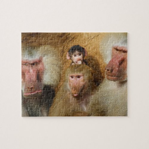 Family of Baboons Papio Hamadryas Cologne Zoo Jigsaw Puzzle