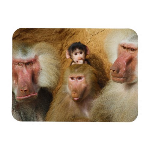 Family of Baboons Papio Hamadryas Cologne Zoo Magnet