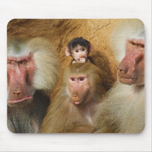Family of Baboons Papio Hamadryas Cologne Zoo Mouse Pad