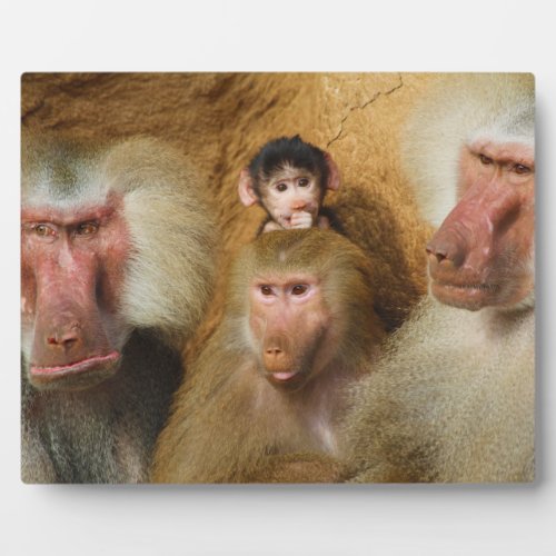 Family of Baboons Papio Hamadryas Cologne Zoo Plaque