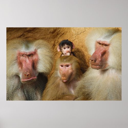 Family of Baboons Papio Hamadryas Cologne Zoo Poster