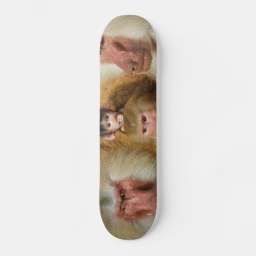 Family of Baboons Papio Hamadryas Cologne Zoo Skateboard