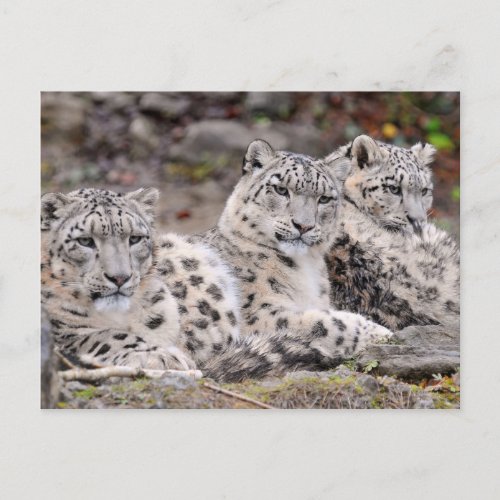 Family of Black Spotted White Leopards Postcard