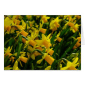 Family Of Daffodils (Front Horizontal)