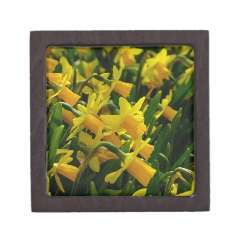 Family Of Daffodils Jewelry Box