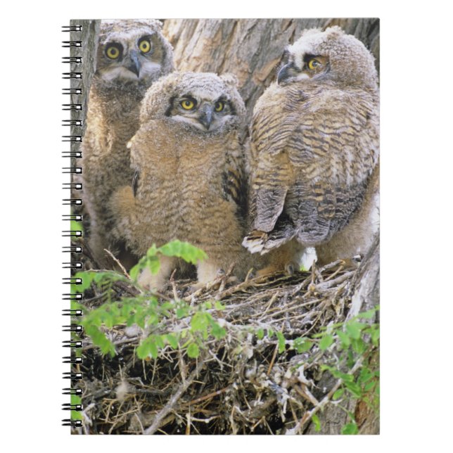 Family of Great Horned Owlets (Bubo virginianus) Notebook (Front)