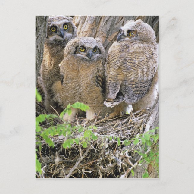 Family of Great Horned Owlets (Bubo virginianus) Postcard (Front)