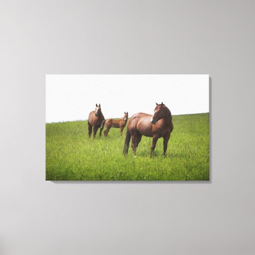 Family of horse in field canvas print