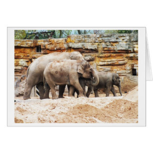 Family of Indian elephants Cards