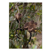 Family of Marmoset Monkeys (Front)