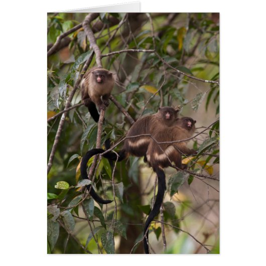 Family of Marmoset Monkeys (Front)