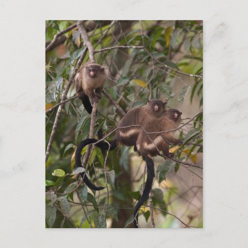 Family of Marmoset Monkeys Postcard