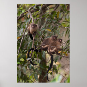 Family of Marmoset Monkeys Poster