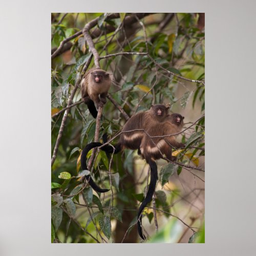 Family of Marmoset Monkeys Poster