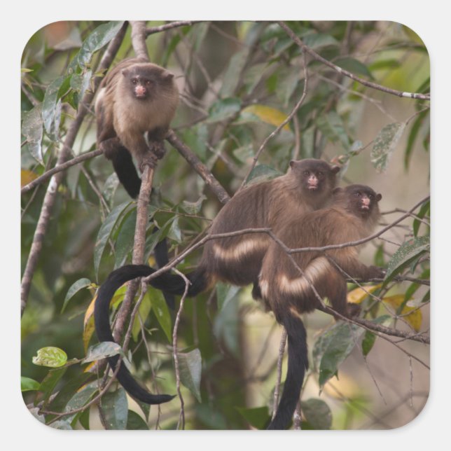 Family of Marmoset Monkeys Square Sticker (Front)