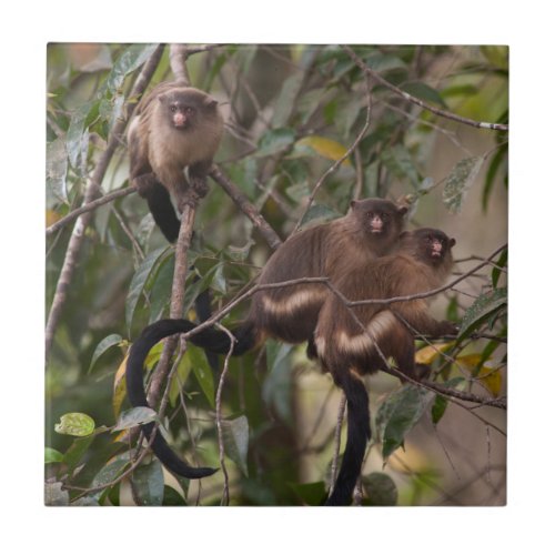Family of Marmoset Monkeys Tile