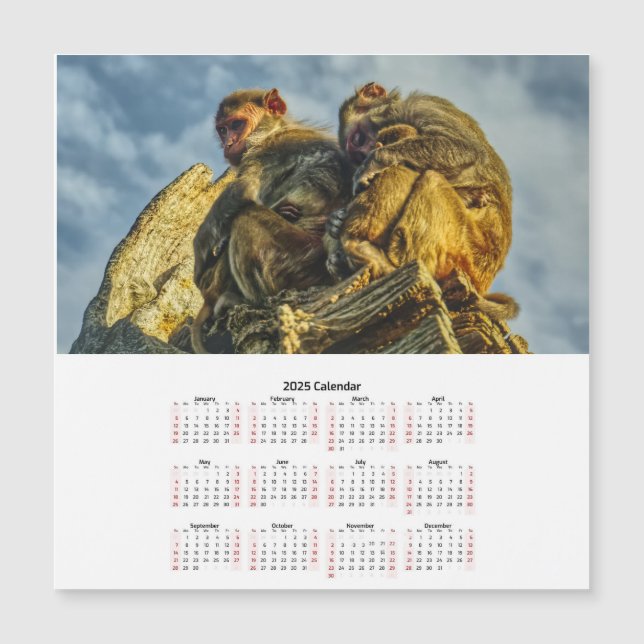 Family of monkeys Magnetic Card calendar  (Front)