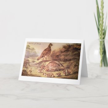 Family Of Quail Greeting Card by vintageamerican at Zazzle