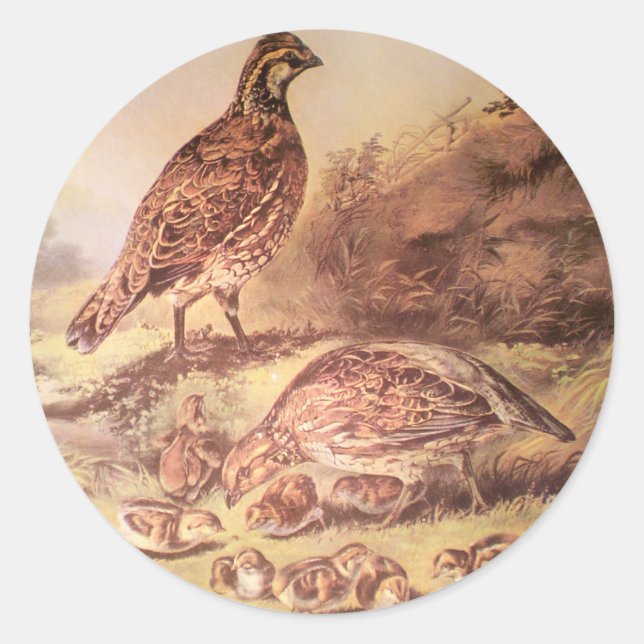 Family of Quail Sticker (Front)