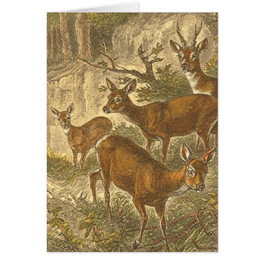 Family of Roe - Deers in a Forest (Front)
