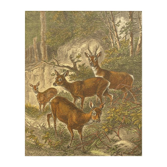 Family of Roe - Deers in a Forest Acrylic Print (Front)