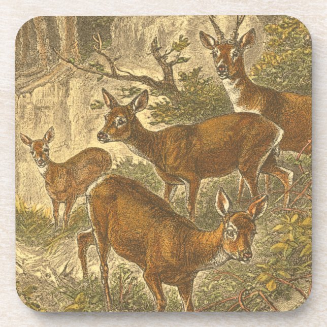 Family of Roe - Deers in a Forest Beverage Coaster (Front)
