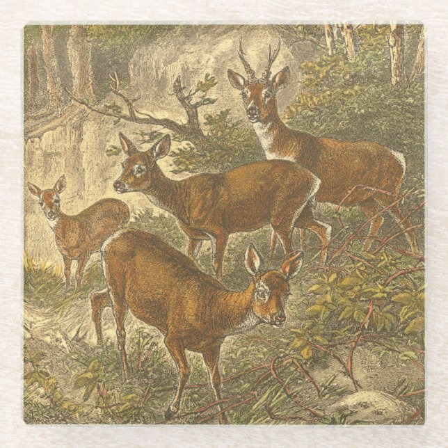 Family of Roe - Deers in a Forest Glass Coaster (Front)