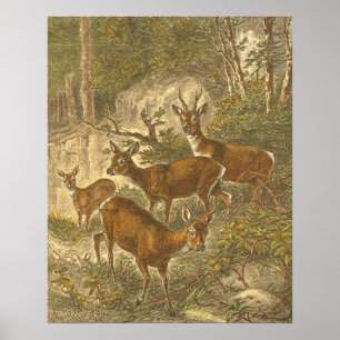 Family of Roe - Deers in a Forest Poster