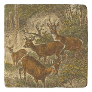 Family of Roe - Deers in a Forest Trivet