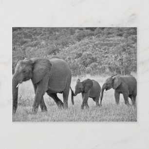 Family of South African elephants Postcard