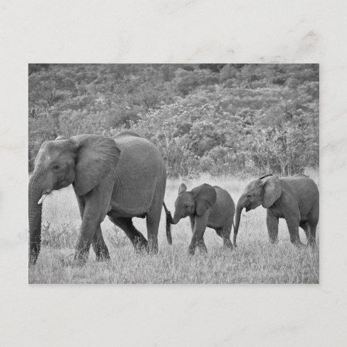 Family of South African elephants Postcard