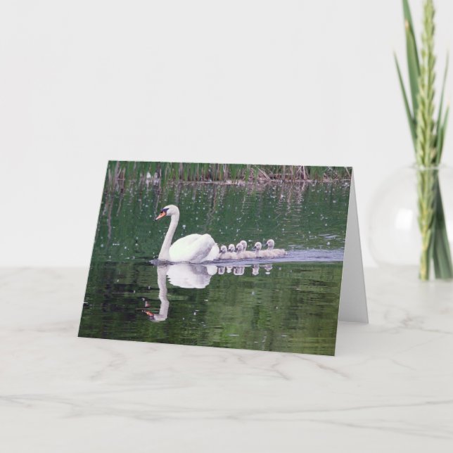 Family Of Swans Card (Front)