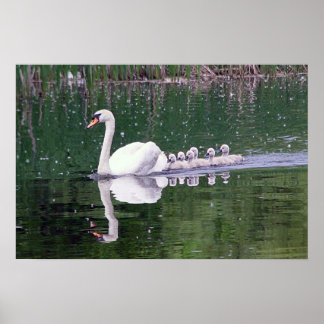 Family Of Swans Poster