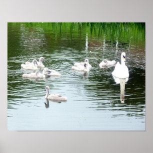 Family Of Swans Poster