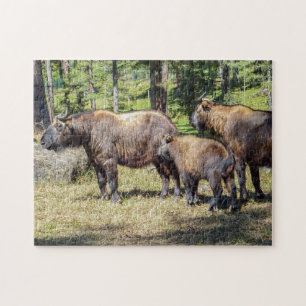 Family of Takin, national animal of Bhutan, Asia Jigsaw Puzzle