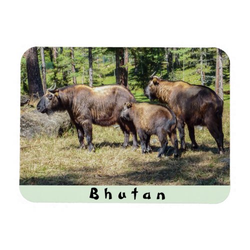 Family of Takin national animal of Bhutan Asia Magnet