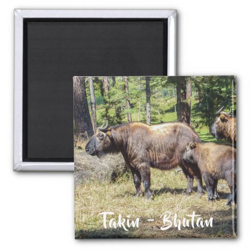 Family of Takin national animal of Bhutan Asia Magnet