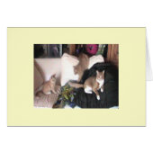 Family Purrtrait Card (Front Horizontal)