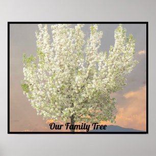 Family Tree White Blossoms Tree Photo Sunset Poster
