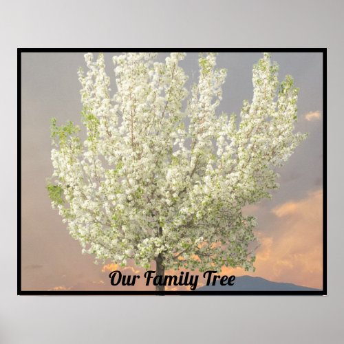 Family Tree White Blossoms Tree Photo  Sunset Poster