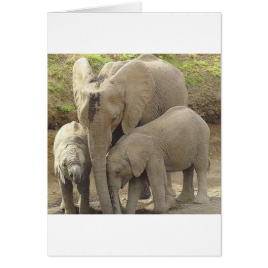 Family unit.jpg cards (Front)