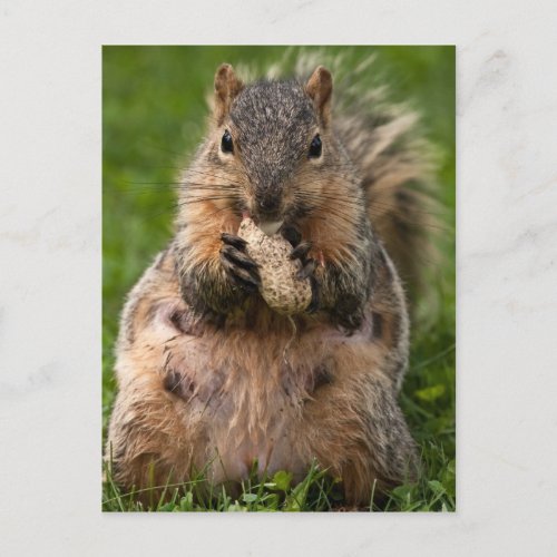 Famished Fox Squirrel Postcard