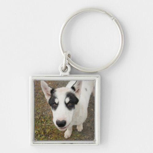 Famous Greenlandic sled dog black and white puppy Keychain