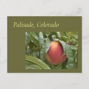 Famous Palisade Peach on the Tree Postcard