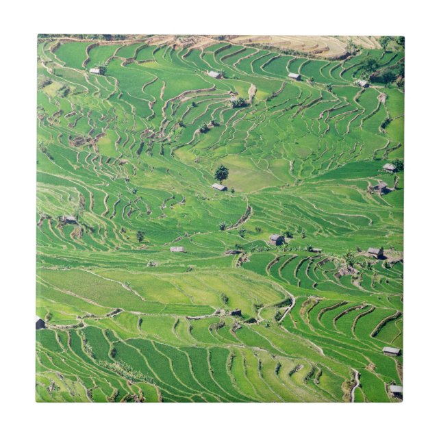 Famous yuanyang Rice Terraces - Yunnan, China Ceramic Tile (Front)