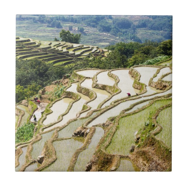 Famous yuanyang Rice Terraces - Yunnan, China Ceramic Tile (Front)
