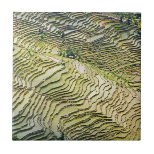 Famous yuanyang Rice Terraces _ Yunnan China Ceramic Tile
