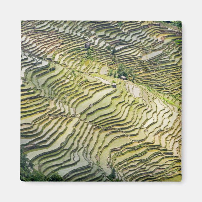 Famous yuanyang Rice Terraces - Yunnan, China Magnet (Front)