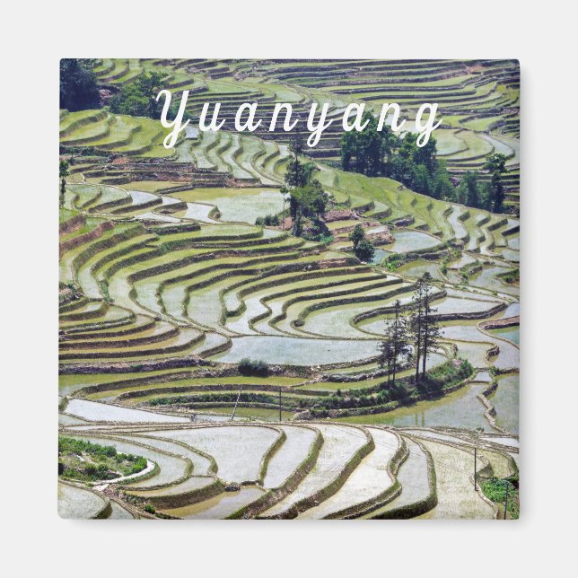 Famous yuanyang Rice Terraces - Yunnan, China Magnet (Front)