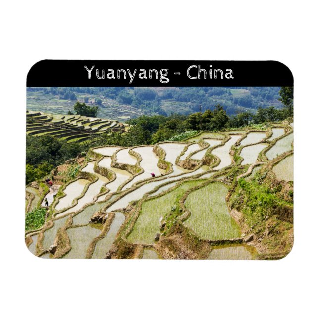 Famous yuanyang Rice Terraces - Yunnan, China Magnet (Horizontal)